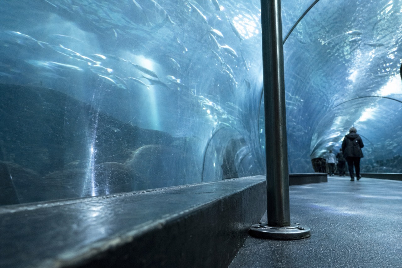 Aquarium tunnel with fish swimming overhead, no text, no logos, no people