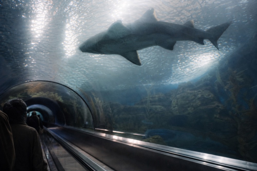 Underwater tunnel travelator inside Aquaria KLCC with sharks swimming overhead, no text, no logos, no people