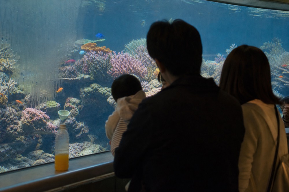 Family with a young child looking into a bright aquarium tank, no text, no logos, no people
