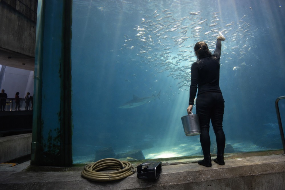 Aquarist in dive gear feeding fish beside a shark in a large tank, no text, no logos, no people