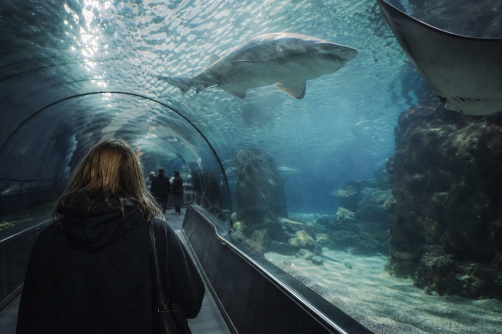 Aquaria KLCC interior tunnel with sand tiger sharks and rays, no text, no logos, no people