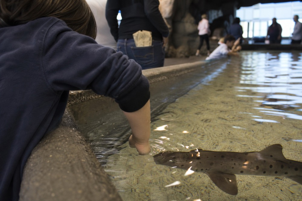 Parent and child at a touch pool touching a small shark, no text, no logos, no people