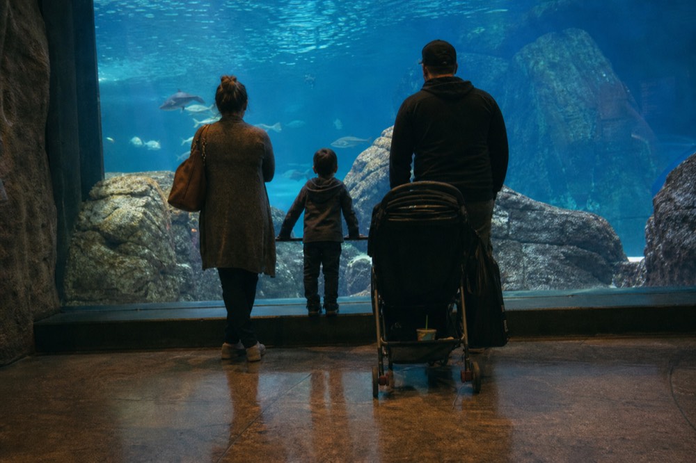 A family looking into a large lit aquarium tank, no text, no logos, no people