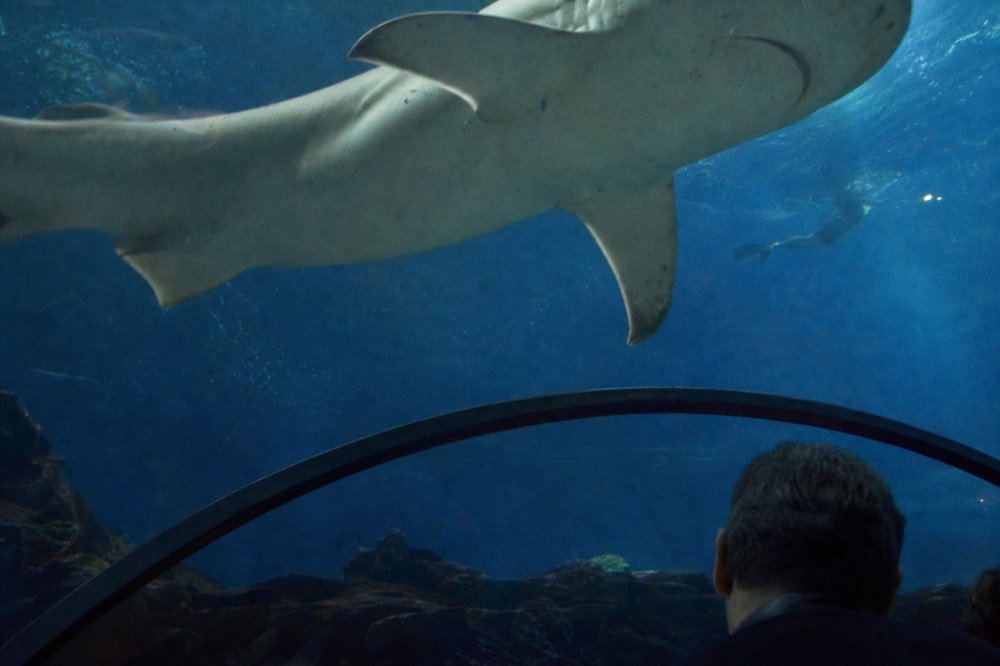 A shark swimming over a curved glass tunnel ceiling, no text, no logos, no people