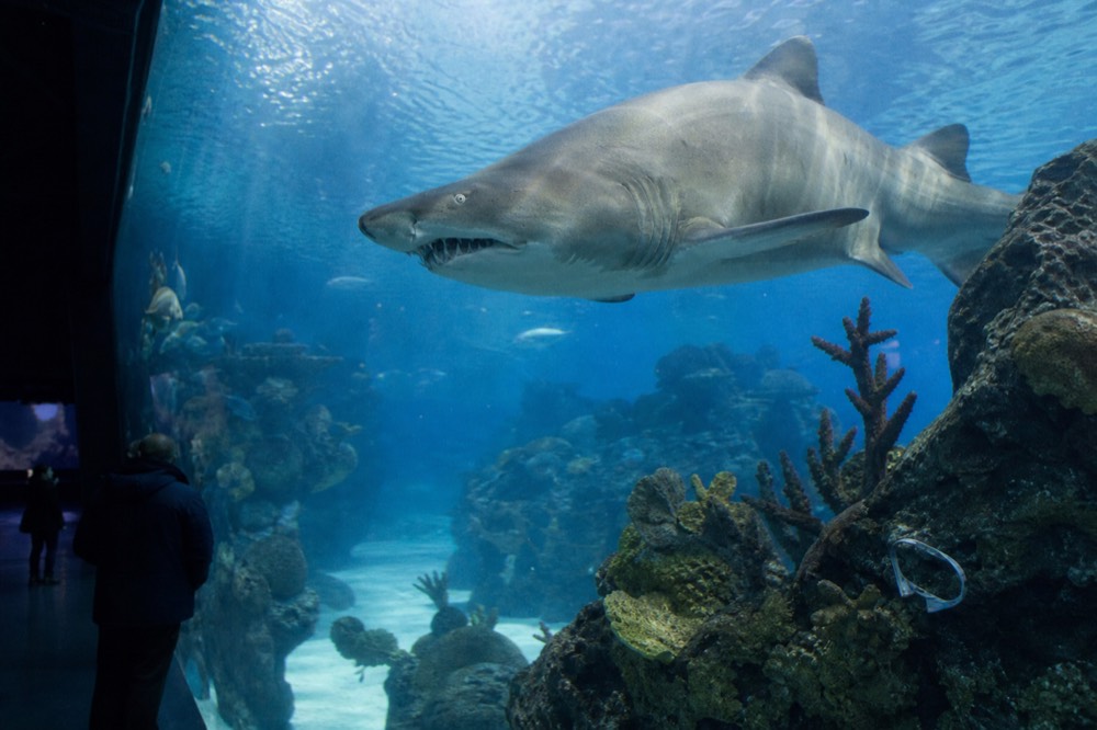 A sand tiger shark gliding over a coral reef tank, no text, no logos, no people