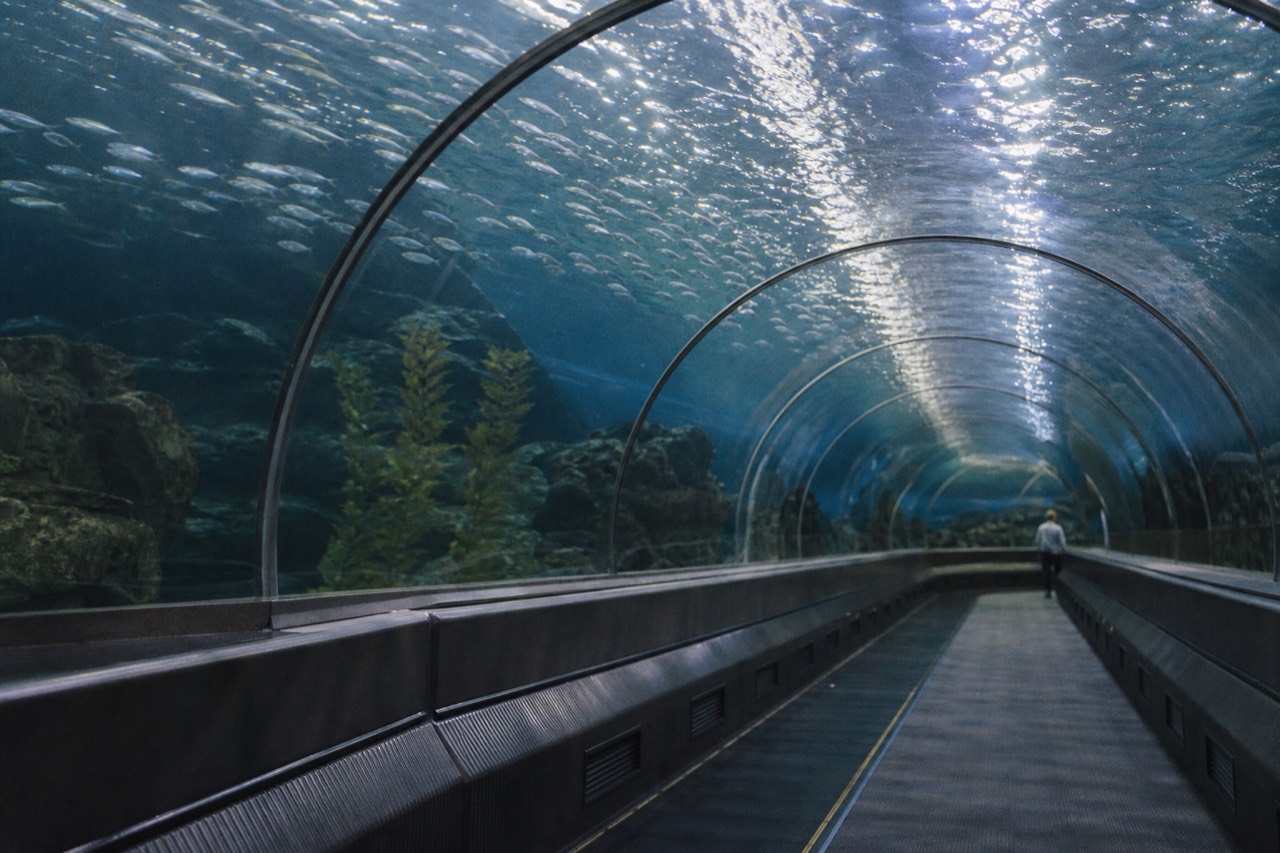 A curved aquarium tunnel with fish swimming overhead, no text, no logos, no people.