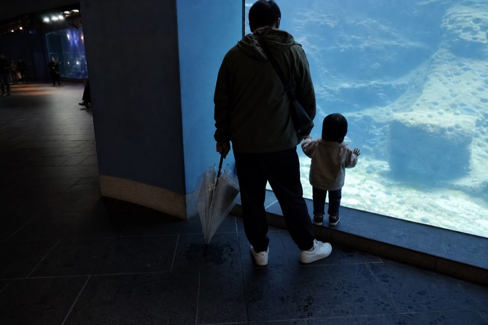 A parent and child looking into a large illuminated aquarium tank, no text, no logos, no people