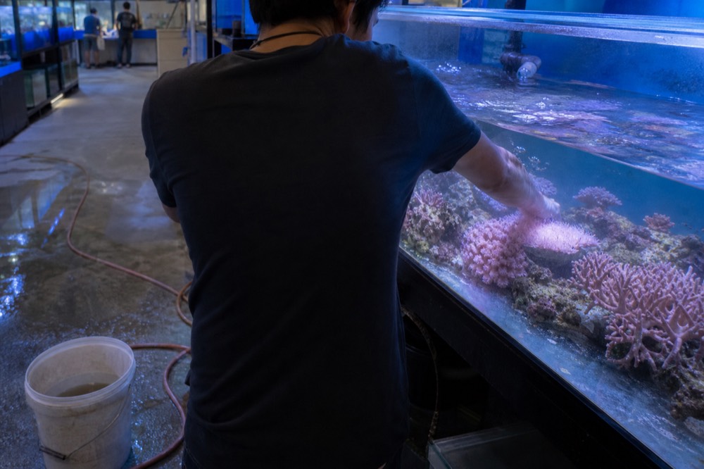 Aquarist hand-feeding fish beside a coral reef tank, no text, no logos, no people