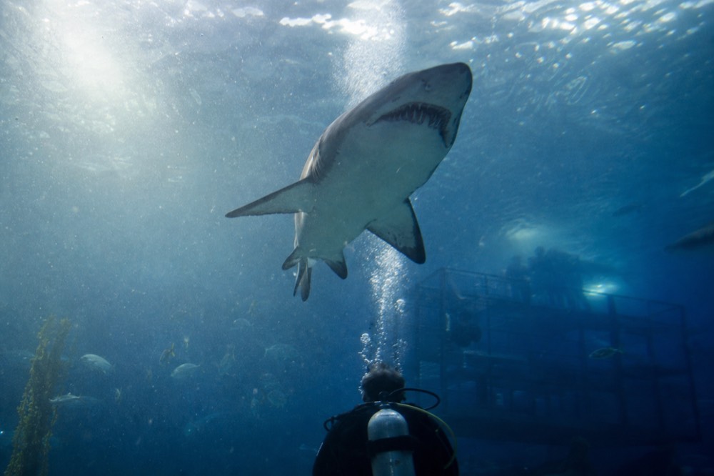 Sand tiger shark swimming over a diver in a large ocean tank, no text, no logos, no people