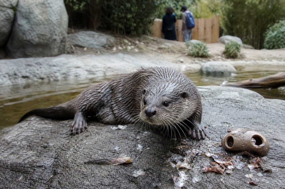 Asian small-clawed otter resting on a rock beside a stream exhibit, no text, no logos, no people