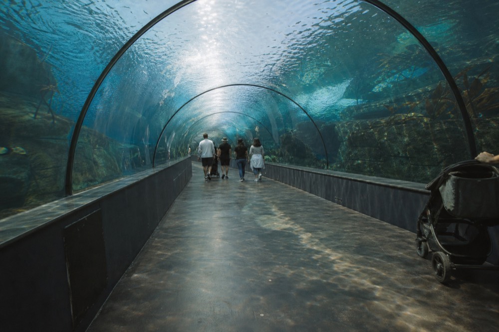 Visitors walking through a curved glass tunnel under a tank, no text, no logos, no people