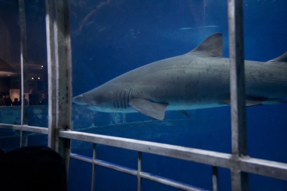 Shark swimming close to a submerged cage in a blue ocean tank, no text, no logos, no people