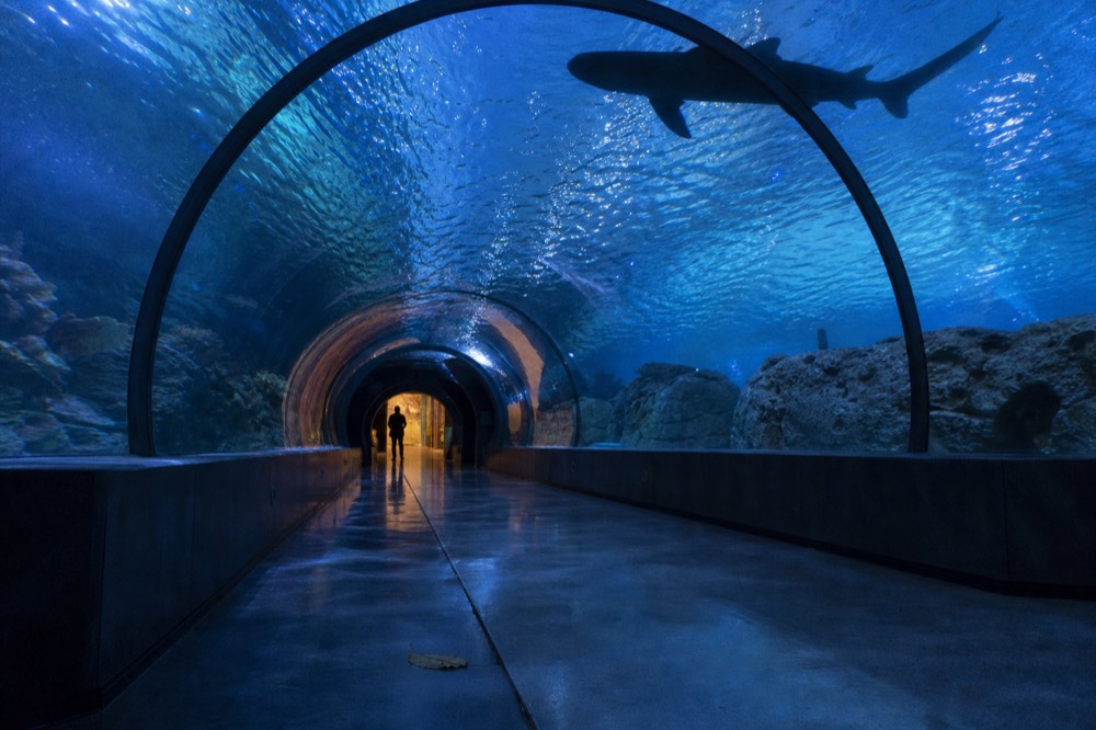 Aquarium tunnel lit blue in the early evening with a shark overhead, no text, no logos, no people