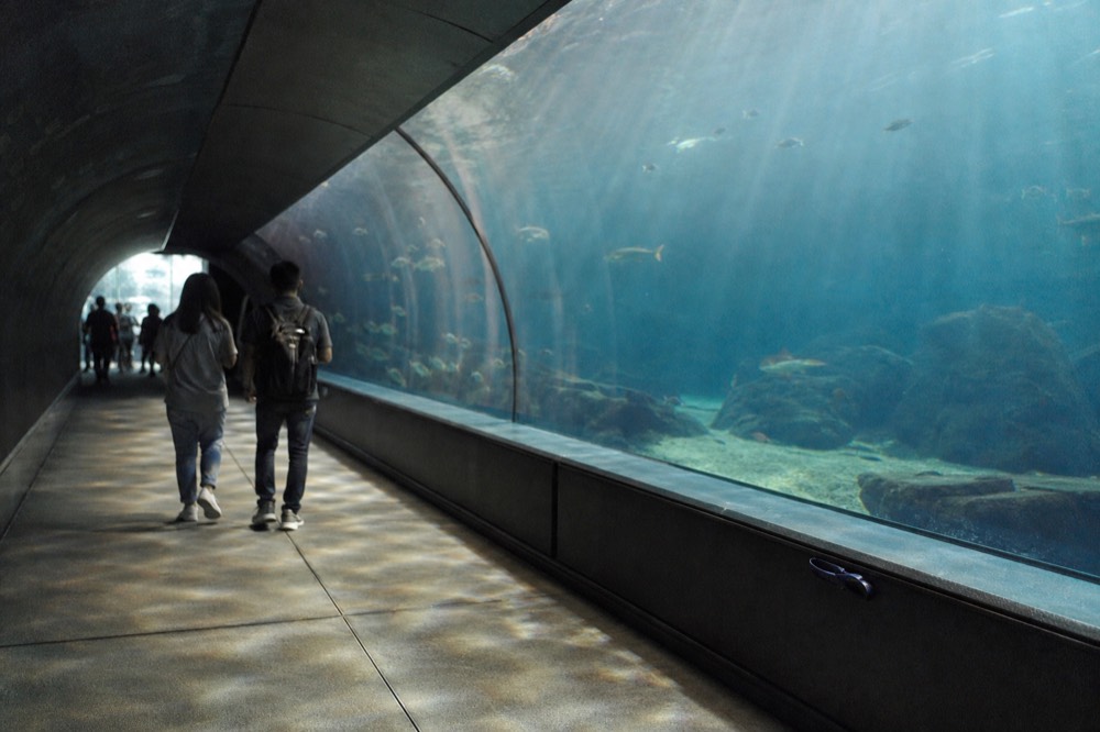 Visitors walking through a glass tunnel with rays and fish overhead, no text, no logos, no people
