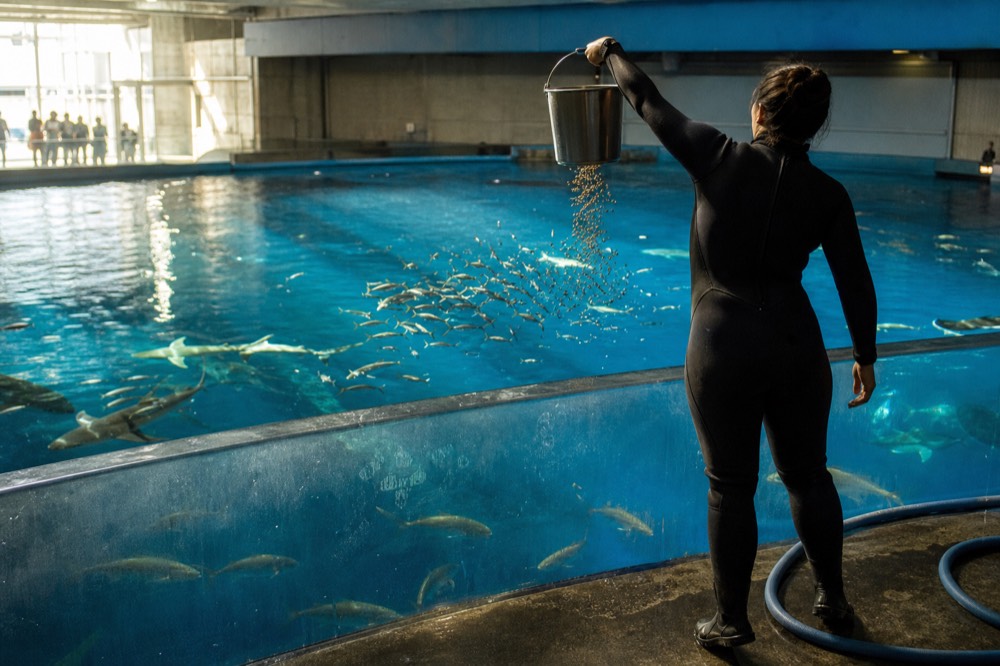 Aquarist hand-feeding fish in a large ocean tank, no text, no logos, no people