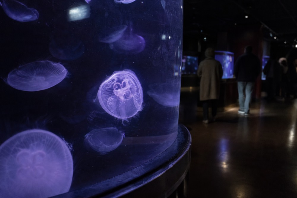 Jellyfish glowing blue and purple inside a dark aquarium gallery, no text, no logos, no people