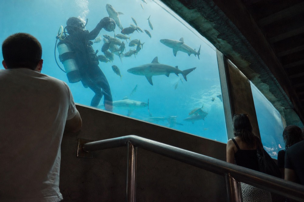 Diver in a shark tank feeding fish beside large sharks, no text, no logos, no people