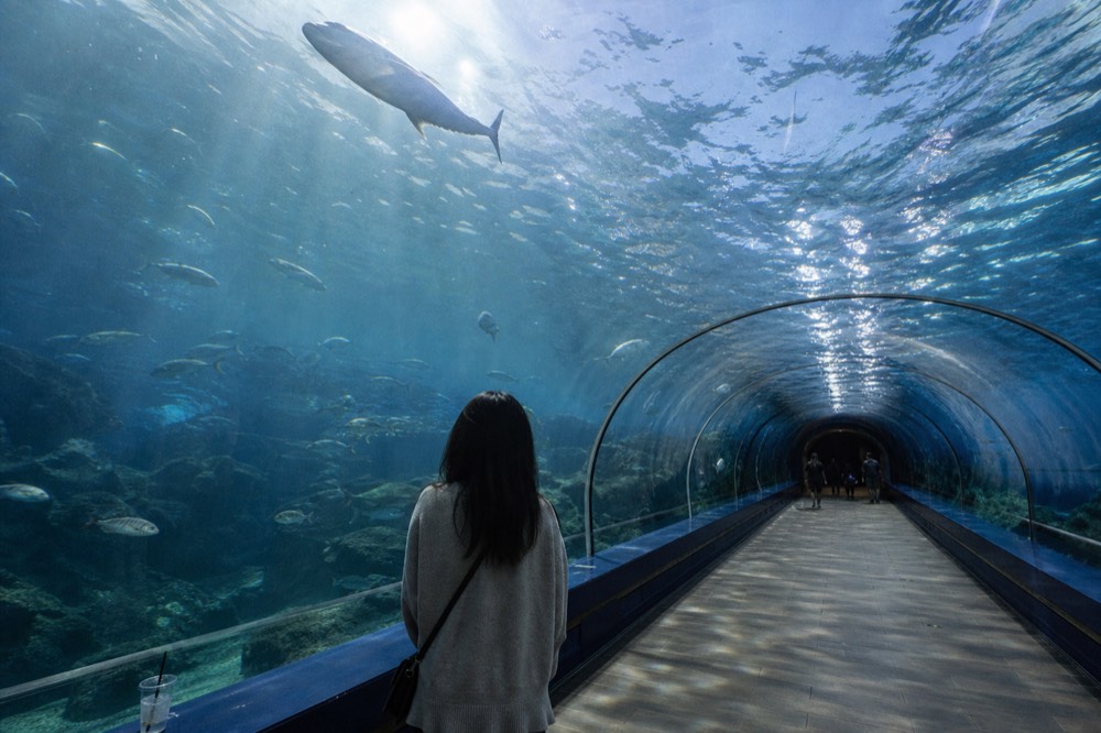 Empty aquarium tunnel walkway with a single visitor viewing fish overhead, no text, no logos, no people
