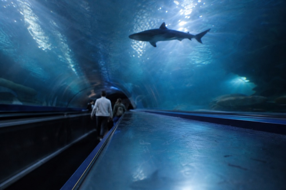 A softly lit aquarium tunnel walkway with marine life silhouetted overhead, no text, no logos, no people