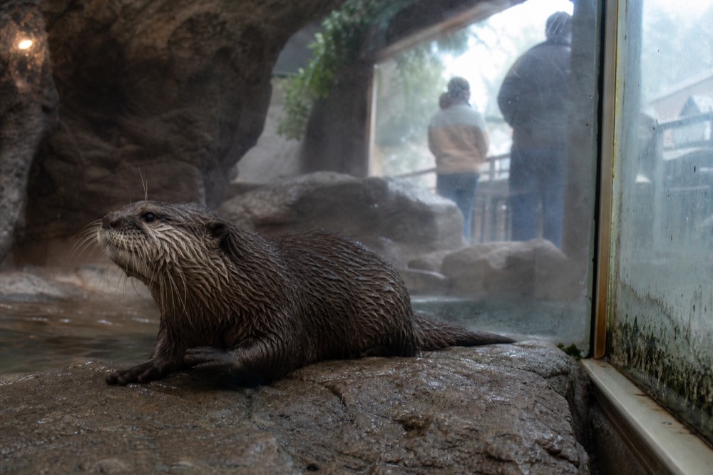 An otter resting on a rock beside a glass viewing panel, no text, no logos, no people