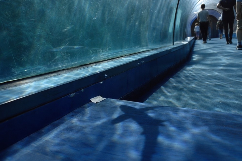 A shark swimming over a glass tunnel walkway lit in blue, no text, no logos, no people