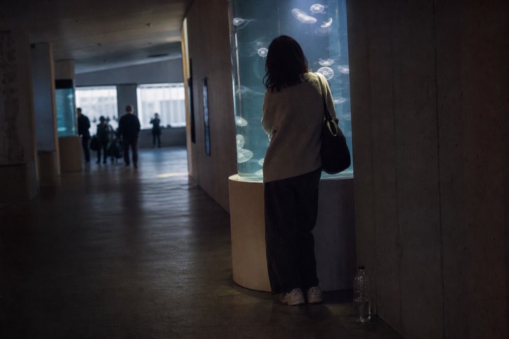 A visitor reading an information panel beside a jellyfish cylinder exhibit, no text, no logos, no people