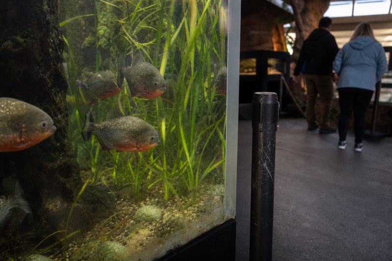Evolution Zone at Aquaria KLCC, a dim freshwater gallery where red-bellied piranha cruise a planted tank.