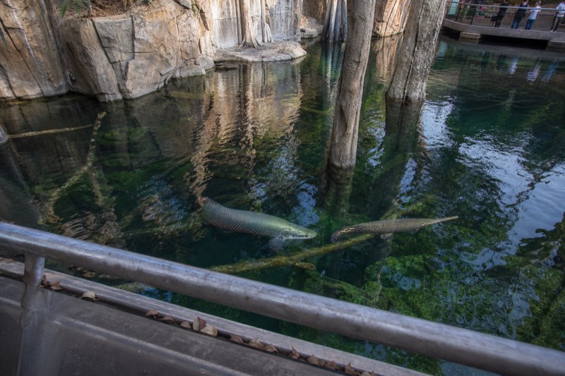 Flooded Forest at Aquaria KLCC, a deep freshwater tank where an arapaima swims past submerged tree trunks and alligator gar.