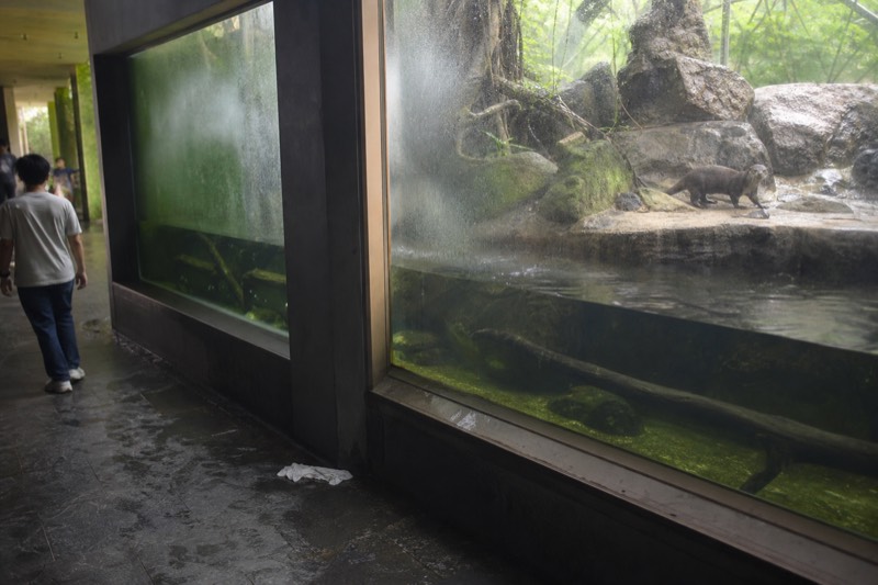 Jewels of Jungle at Aquaria KLCC, a rainforest-themed gallery with otter, reptile and freshwater fish displays under green light.
