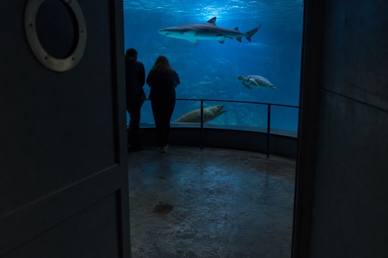 The Living Ocean zone at Aquaria KLCC, where a sea turtle and sharks glide past the wide viewing window of the main tank in dim blue light.