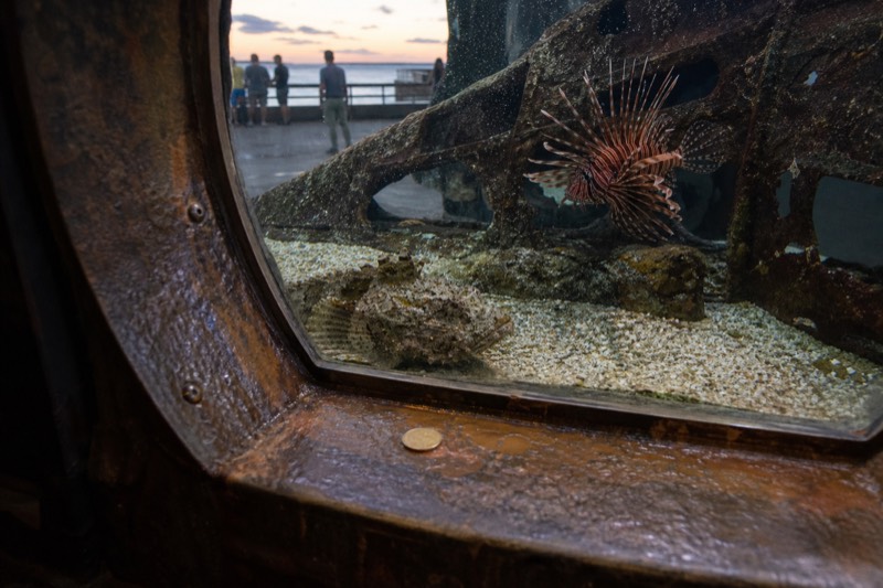 Shipwreck zone at Aquaria KLCC, a broken hull display where a lionfish hovers and a stonefish sits half-buried on the sand.