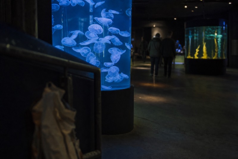 Station Aquarius at Aquaria KLCC, a darkened gallery where jellyfish drift in a lit cylinder and seahorses cling to nearby tanks.