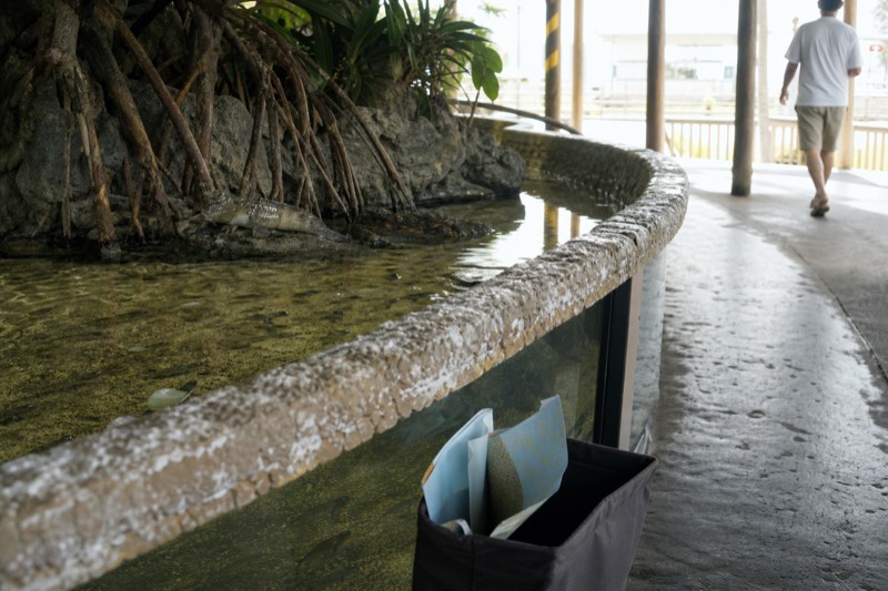 The Coastal at Aquaria KLCC, a mangrove tank with archerfish near the surface and mudskippers resting on exposed roots.