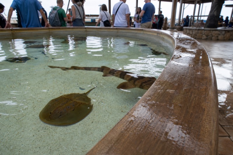 Touch Zone at Aquaria KLCC, a low touch pool where visitors reach toward a horseshoe crab and small sharks near the surface.