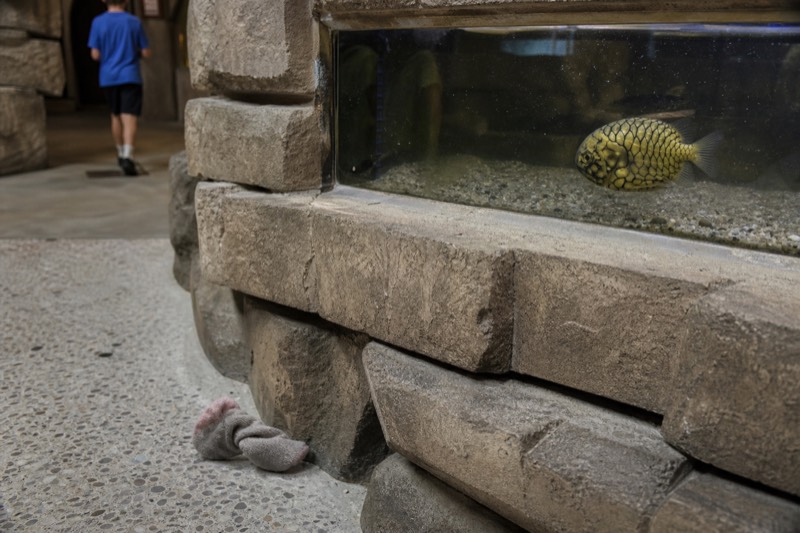 The Weird and Wonderful zone at Aquaria KLCC, showing a glowing pinecone fish inside a small lit tank among dark rocky displays.
